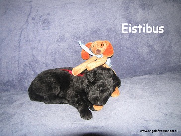 Eistibus, zwarte ODH pup, 3 weken jong